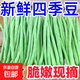 高山四季豆新鮮應(yīng)季蔬菜豆角豆青現(xiàn)摘現(xiàn)發(fā)炒熟食用京東物流 帶箱1斤