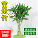 富貴竹轉(zhuǎn)運(yùn)竹彎竹龍竹水竹開運(yùn)水養(yǎng)竹子水培植物花卉室內(nèi)綠植 富貴竹50-60cm高10支（不含瓶）