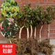 金銀花樹(shù)苗庭院陽(yáng)臺盆栽地栽可食用金銀花老樁爬藤綠植物花卉 金銀花3年苗