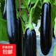 高產(chǎn)茄子秧苗紫長(cháng)茄子苗黑長(cháng)茄苗杭茄苗紫圓茄苗青茄苗白茄苗盆栽 黑茄子苗-基地直發(fā)包活 10顆苗-【顆顆精選】