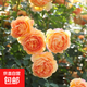 藤本月季爬藤大苗薔薇花大苗特大花庭院爬墻植物四季開花濃香盆栽 夏洛特夫人【150CM—160CM 高發(fā)貨】
