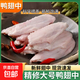 【大廠(chǎng)貨源】鴨翅中 生鴨翅鴨中翅 鴨翅膀鹵味鴨貨食材麻辣鹵鴨翅 4斤 鴨翅中