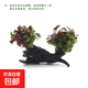 魚(yú)缸水草植物真草造景套餐蜈蚣陰性增氧趴地矮珍珠活懶人水榕沉木 紅波（雙頭沉木）