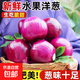 新生紫皮洋蔥生吃脆甜應季新下鮮紅洋蔥蔬菜超市新款 新鮮紅洋蔥 5斤