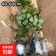 艾莎夢露玫瑰花苗切花月季綠植物四季開花朱麗葉藍(lán)色風(fēng)暴大花盆栽 戴安娜中苗（花期帶花苞）40-60cm高 不含盆