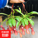 捕蠅草盆栽新奇趣味食蟲草綠植物花卉豬籠草驅(qū)蚊草捕蟲草花卉盆栽 大豬籠草【吊籃原盆】