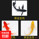 中國(guó)紅冷水淡水觀賞魚(yú)錦鯉魚(yú)活魚(yú)金魚(yú)小型好養(yǎng)紅鯉魚(yú)純種小錦鯉 19-21CM黑黃紅【龍鳳】各一條