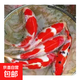 錦鯉活魚觀賞魚冷水魚淡水魚錦鯉活體魚苗錦鯉魚苗紅白錦鯉大型 紅白5條三色4條20-25cm