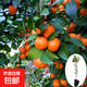 杯苗當年結果無(wú)籽砂糖橘樹(shù)苗橘子苗沙糖桔樹(shù)苗果樹(shù)苗露天陽(yáng)臺種植 杯苗高50-70cm【砂糖橘苗1顆】