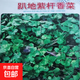 易發(fā)芽大葉香菜種子香菜籽耐熱四季陽(yáng)臺(tái)室內(nèi)盆栽種籽蔬菜種子大全 趴地紫桿香菜約2500粒5包