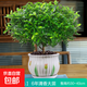 正宗清香胡椒木盆栽花卉室內外驅蚊草植物樹(shù)苗老樁盆景九里香綠植 【6年大苗】郁金香瓷盆
