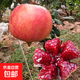 石榴樹苗突尼斯軟籽石榴苗大紅袍蒙陽紅盆栽地栽嫁接果樹苗木 蒙陽紅5年苗【當(dāng)年結(jié)果】