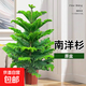 南洋杉盆栽圣誕樹(shù)盆景澳洲杉客廳室內大型四季好養植物好養易活 精品南洋杉1.0-1.2m【原盆原土】