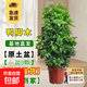 鴨腳木盆栽綠植客廳大型八方來(lái)財鴨掌木花卉室內七葉蓮鵝掌柴植物 60-70厘米高【1盆3顆】原盆原土