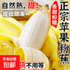 廣東新鮮蘋果蕉自然熟香芭蕉小香蕉粉蕉現(xiàn)摘現(xiàn)發(fā)水果生鮮早餐包郵 帶箱5斤 約20-40根