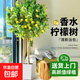 香水檸檬樹(shù)大型盆栽綠植客廳室內好養花卉盆栽水果樹(shù)四季好養植物 檸檬樹(shù)1-1.3m 白色梯形樹(shù)脂盆