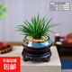 金錢(qián)菖蒲盆栽室內桌面辦公茶幾隨手香盆景植物微景觀(guān)四季好養綠植 窯變藍韻金錢(qián)菖蒲桌面小品+09鏤空座 帶盆栽好
