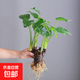 水培植物千手觀音盆栽凈化空氣室內(nèi)大葉滴水觀音龜背竹綠植吸甲醛 單顆5到6頭老樁40-50cm