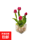 【郁金香種球】年宵花?水培進(jìn)口四季開(kāi)花盆栽花卉植物客廳好養活 5個(gè)種球+方玻璃盆+石子+營(yíng)養液