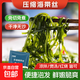 霞浦海帶絲 高品質(zhì)海帶苗鹽漬鎖鮮 0防腐劑  海帶系列 【1片1盤菜】 22g*10包