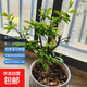 原生長壽冠海棠花盆栽四季開花樹苗花卉植物室內(nèi)盆景老樁耐寒好養(yǎng) 5年海棠【帶原土 帶花苞】 不含盆