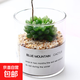 多肉植物仙人掌盆栽室內肉肉仙人球小盆栽開(kāi)花可愛(ài)桌面綠植 雪花玉露+玻璃盆+黃金砂+營(yíng)養土 含盆