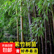 竹子苗青竹庭院小竹苗北方樹(shù)苗植物綠化竹林庭院景觀(guān)竹 紫竹2cm粗5棵