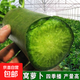 【冬季蘿卜】（京東配送）種子套餐菜種子陽(yáng)臺(tái)盆栽庭院易種秋冬季 沙窩蘿卜種子1包約300粒