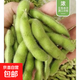 現(xiàn)摘青毛豆新鮮帶殼毛豆新農(nóng)家鮮青豆農(nóng)村鮮嫩毛豆角青毛豆 現(xiàn)摘新鮮帶殼毛豆  1斤凈重