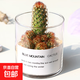 多肉植物仙人掌盆栽室內肉肉仙人球小盆栽開(kāi)花可愛(ài)桌面綠植 金手指+玻璃盆+黃金砂+營(yíng)養土 含盆