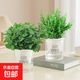 薄荷盆栽可食用大苗水培室內(nèi)驅(qū)蚊綠植迷迭香香草植物檸檬貓薄荷 中盆薄荷+迷迭香（早安吸水盆）