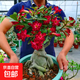 沙漠玫瑰盆栽重瓣花卉庭院植物耐旱室內四季陽臺盆景懶人好養(yǎng)綠植 沙漠玫瑰【紅富貴】3年老樁+加侖盆