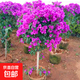 三角梅盆栽重瓣庭院陽(yáng)臺爬藤攀援綠植物花卉帶花大顆老樹(shù)樁樹(shù)苗 三角梅15大苗【花開(kāi)富貴】
