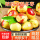 陜西大荔冬棗新鮮大棗特大脆甜冬棗青棗 應(yīng)當(dāng)季新鮮水果孕婦水果 凈重4.5斤 中果12-16g