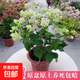 三角梅盆栽帶花劍樹苗室內(nèi)陽(yáng)臺(tái)重瓣飄枝垂絲老樁四季開花爬藤花卉 【帶花發(fā)貨 收到即賞】綠櫻老樁大苗 45-50cm左右（原盆帶土發(fā)貨）
