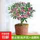 金邊瑞香盆栽濃香型帶花苞室內客廳陽(yáng)臺耐寒老樁大苗好養花卉植物 5年苗【原土當年開(kāi)花】