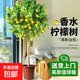 香水檸檬樹(shù)大型盆栽綠植客廳室內好養花卉盆栽水果樹(shù)四季好養植物 檸檬樹(shù)1.2-1.4m 原盆（需自行配盆）