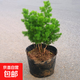 蓬萊松盆栽盆景好養辦公室盆景綠植室內客廳耐寒花卉家庭凈化空氣 蓬萊松 小中苗 高30厘米左右 2-3分枝-不含盆