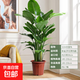 天堂鳥(niǎo)盆栽室內客廳大型綠植辦公室大葉植物花卉鶴望蘭新房 精品天堂鳥(niǎo)1.4-1.6米高/原盆