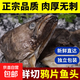 鰈魚(yú)頭鴉片魚(yú)頭比目魚(yú)頭新鮮冷凍包郵深海鰈魚(yú)頭超大個(gè) 300g- 500g /條 2條