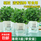 薄荷盆栽水培薄荷葉子新鮮可食用迷迭香驅(qū)蚊植物室內(nèi)綠植花卉 【升級款3盆裝】中盆薄荷（早安盆）
