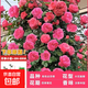 1.6米爬藤月季大苗蒂娜四季開花薔薇基地直發(fā)【買就送扦插小苗】 粉色達(dá)芬奇1.6米開花爆滿 送種植說明書