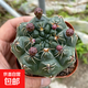 緋花玉開花仙人球小盆栽帶花苞多肉植物仙人掌陽臺(tái)室內(nèi)好養(yǎng)綠植 緋花玉4cm左右 帶花苞發(fā)貨 帶盆栽好