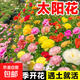 太陽(yáng)花種孑重瓣花種籽四季開(kāi)花波斯菊花籽百日草庭院種植易活種子 混色重瓣太陽(yáng)花10萬(wàn)粒+2包肥