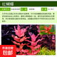 紅蝴蝶水草綠蝴蝶水草魚(yú)缸造景中后景豹紋紅蝴蝶陽(yáng)性草有莖類(lèi)水草 紅 蝴蝶/1杯（58株）