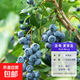 藍莓樹(shù)果苗藍莓苗盆栽地栽果苗帶大果南北方種植苗兔眼綠寶石果樹(shù) 8年苗_夏普藍/帶葉帶土發(fā)貨