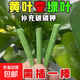 緩釋營養(yǎng)棒花養(yǎng)花專用肥料通用型盆栽植物棒狀花卉緩釋新款營養(yǎng)棒 植物緩釋營養(yǎng)棒1盒18支