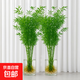 水培米竹室內(nèi)盆栽植物水養(yǎng)觀音竹富貴竹南天竹客廳竹子花卉綠植 精品米竹50顆【50-60厘米】