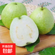 白心芭樂(lè)新鮮軟糯番石榴低卡輕食可榨汁啟鴻 白心芭樂(lè) 帶箱2斤 單果100g+