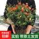 石榴盆景賞果樹(shù)苗帶果盆栽老樁室內陽(yáng)臺庭院四季開(kāi)花客廳綠植花卉 10年紅色石榴 帶花苞（原土球）